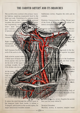 Carotid Artery Anatomy Dictionary Page
