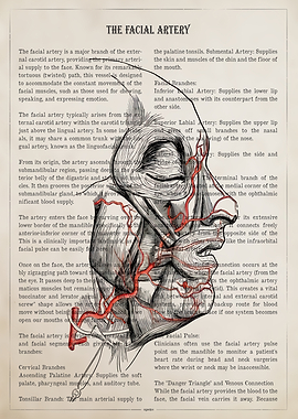 Anatomical Illustration of the Facial Artery