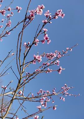 Peach Blossoms Against Blue Sky