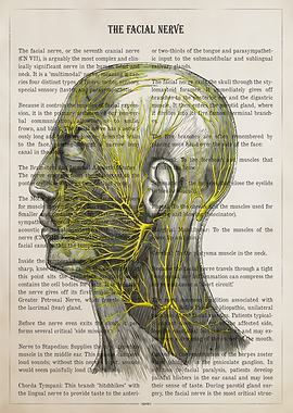 Anatomical Illustration of the Facial Nerve