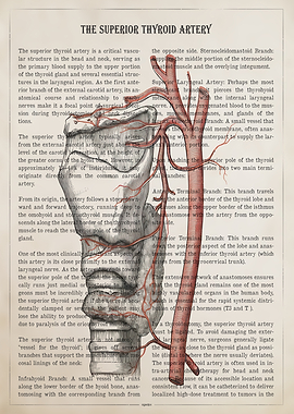 Anatomy of the Superior Thyroid Artery