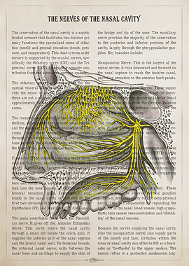 Nerves of the Nasal Cavity Anatomy