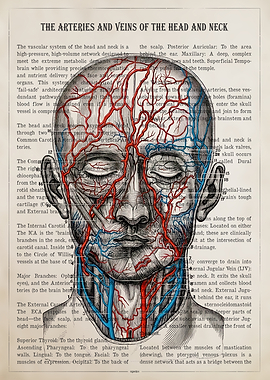 Vintage Head and Neck Arteries and Veins Anatomy