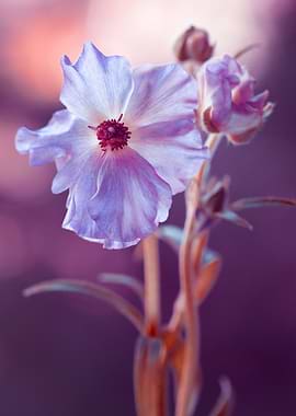 Purple and Pink Flower Macro