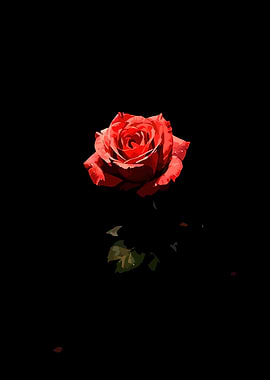 Red Rose on Black Background