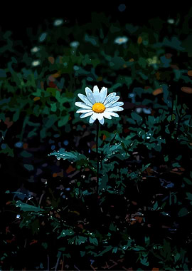 Dewdrops on a Daisy