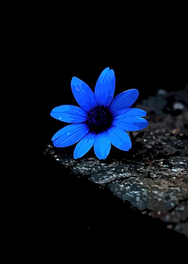 Vibrant Blue Flower on Dark Surface