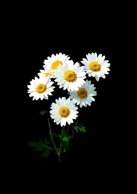 White Daisies with Yellow Centers