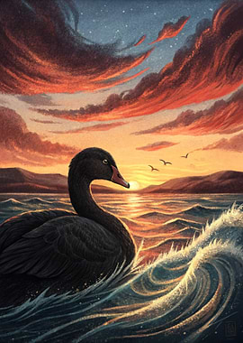 Black Swan at Sunset