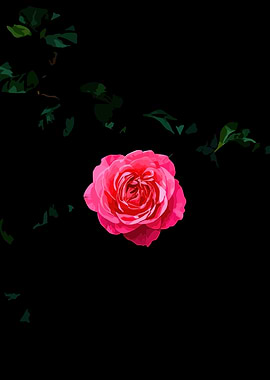 Vibrant Pink Rose on Black Background