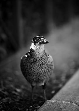 Black and White Bird Portrait