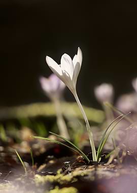 Delicate White Crocus in Soft Light