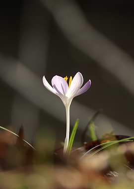 Single Crocus Flower in Sunlight