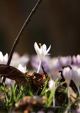 White Crocus Flower in Sunlight