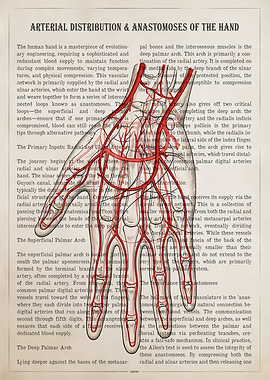Anatomy of Hand Arteries
