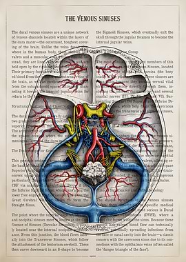 Anatomical Illustration of Venous Sinuses