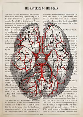 The Arteries of the Brain Anatomy
