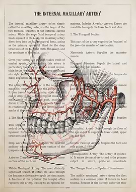 Anatomy of the Internal Maxillary Artery