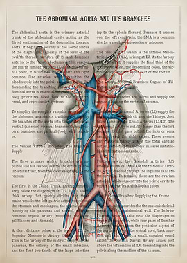 Abdominal Aorta Anatomy Illustration