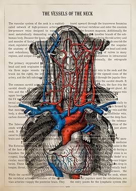 Vintage Anatomy of Neck Vessels