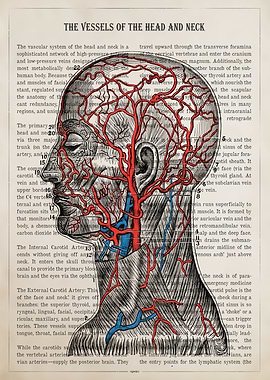 Vintage Anatomy of Head and Neck Vessels