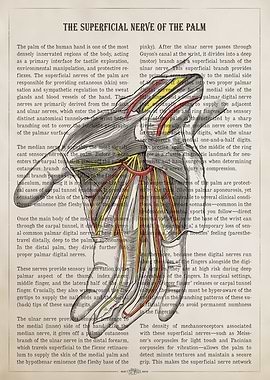 Superficial Nerve of the Palm Anatomy