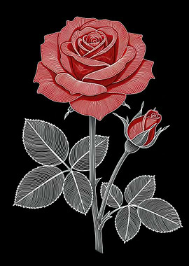 Red Rose and Bud Illustration
