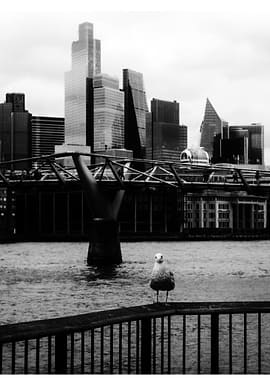 Seagull in London Cityscape