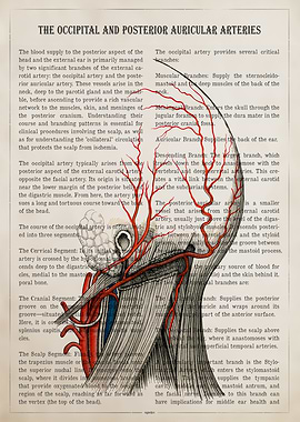 Anatomy of Arteries in the Head