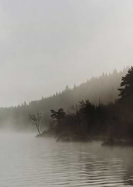 Misty Forest Lake Shoreline