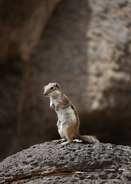 Ground Squirrel Standing on Rock, Fuerteventura