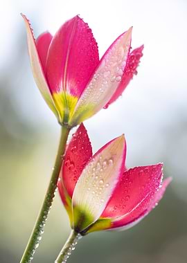 Dewdrops on Pink Tulips