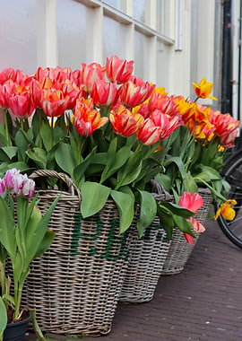 Baskets of Colorful Tulips