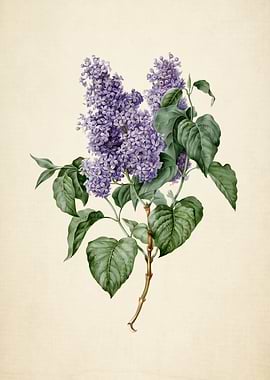 Vintage Lilac Branch Illustration