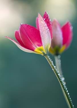 Dewdrops on Pink Tulips