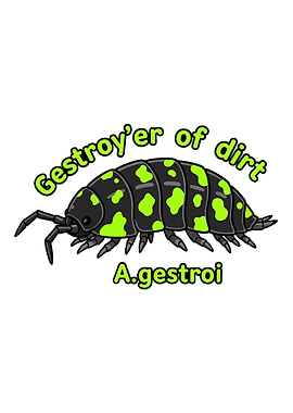 A. gestroi isopod cartoon