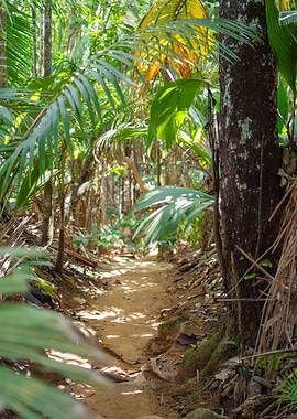 Jungle Path with Palm Trees