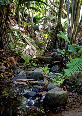Jungle Stream with Rocks and Plants