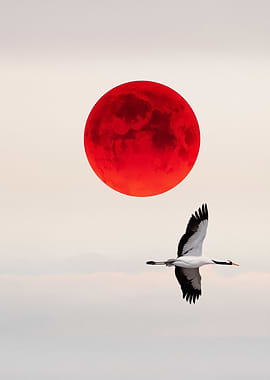 Red Moon and Crane in Flight White Background