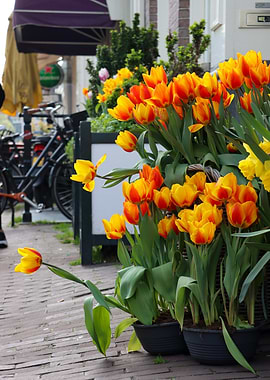 Vibrant Orange and Yellow Tulips in Bloom