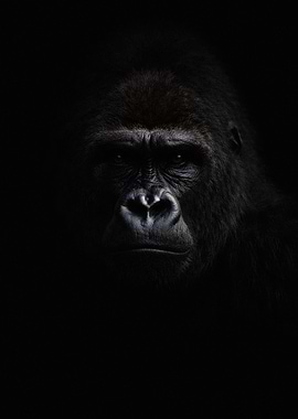 Close-up Portrait of a Gorilla