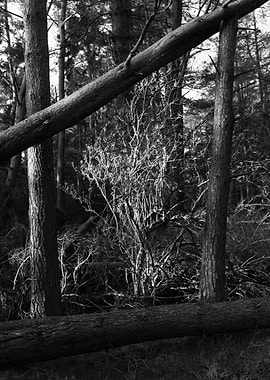 Sunlit Forest with Fallen Trees