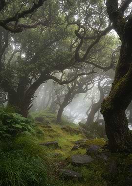 Misty Forest Path with Gnarled Trees