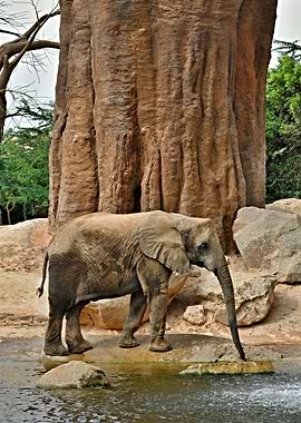Elephant by a Baobab Tree