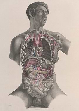 Anatomical Illustration of Human Torso