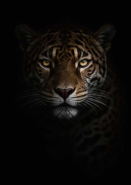 Close-up of a Jaguar's Face