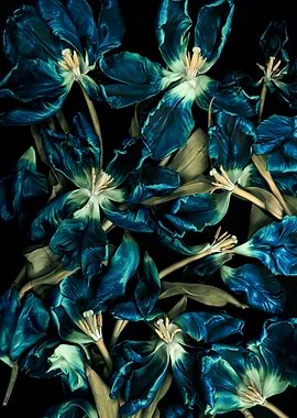 Dark Teal Tulips