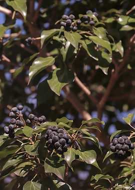 Ivy plant with dark berries