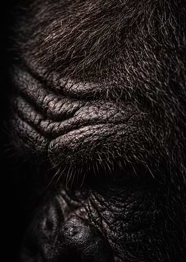 Close-up of Gorilla Fur and Skin