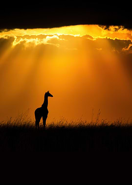 Giraffe silhouetted against sunset